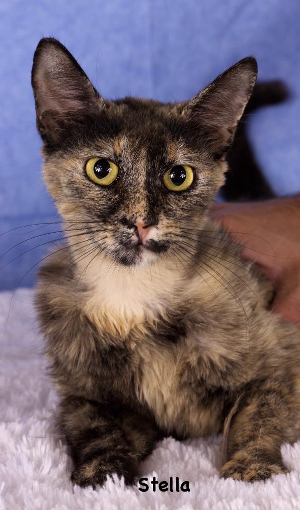 Enlarge Stella, a Adoptable mixed breed in Gilbert, AZ image 1/1