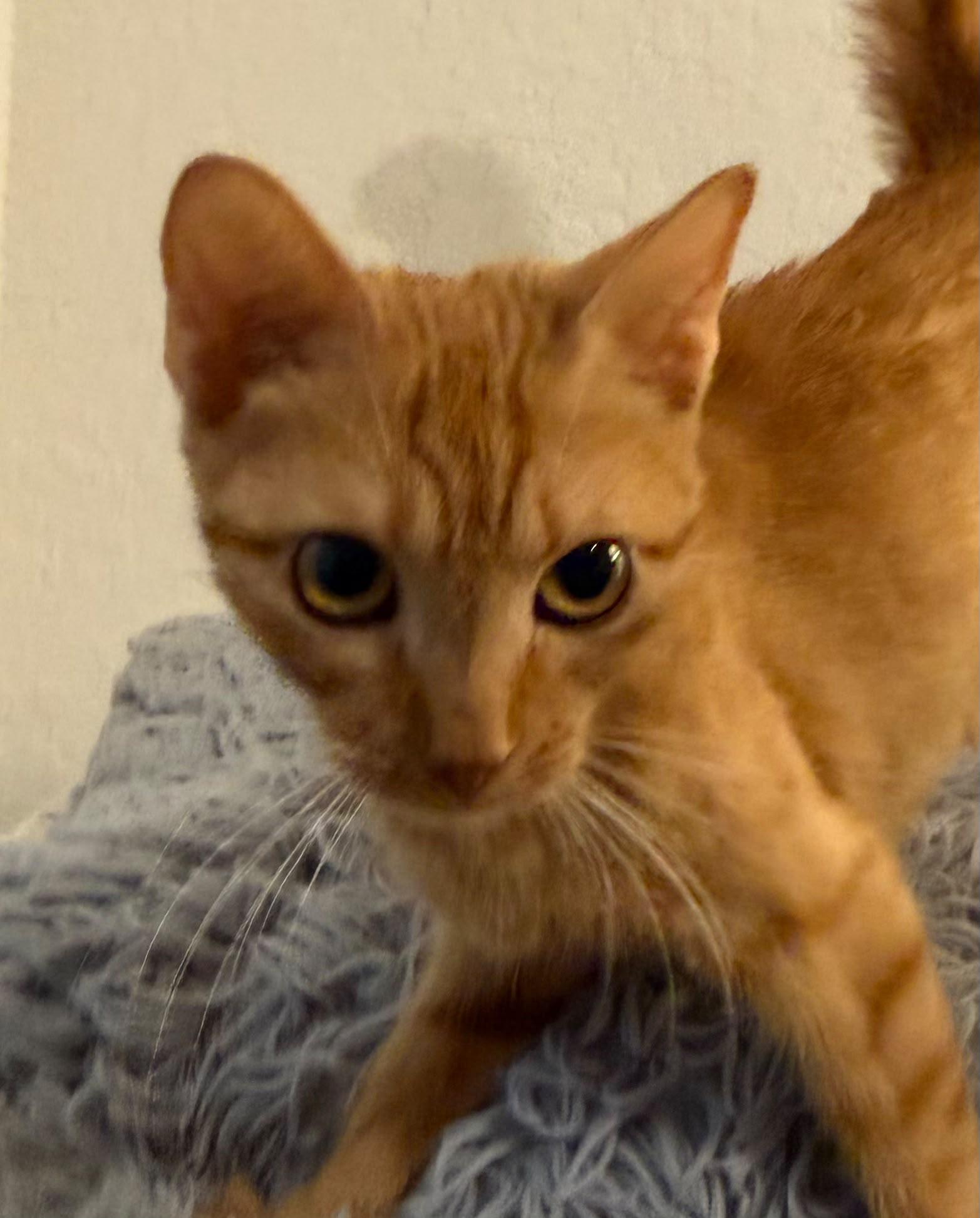 Duchess, ADOPTABLE, Young Female Domestic Short Hair.