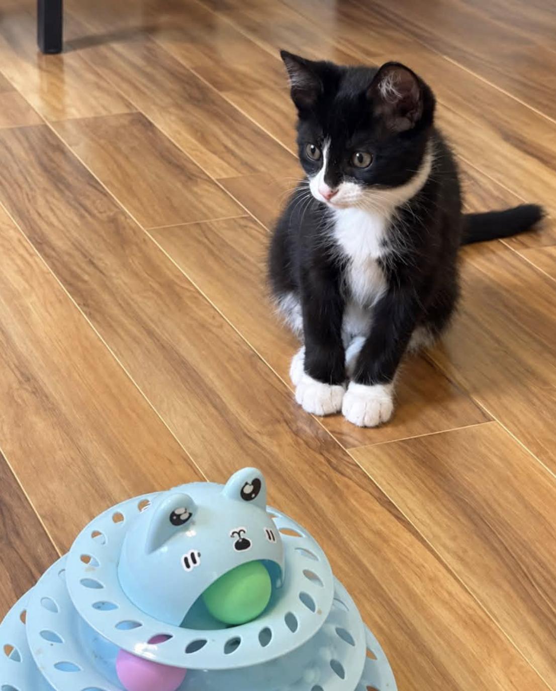 Enlarge Alice - Kitten, a Adoptable Domestic Short Hair in Enfield, CT image 1/3