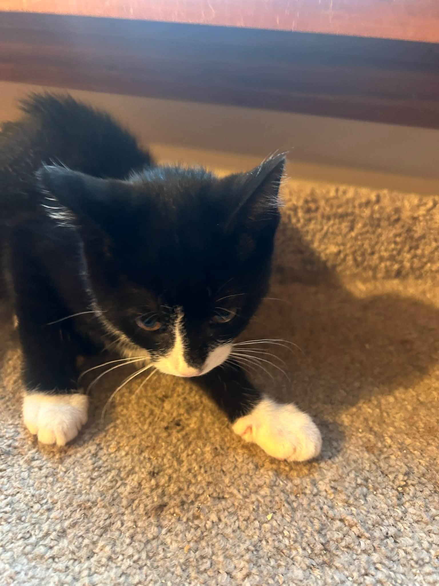 Enlarge Alice - Kitten, a Adoptable Domestic Short Hair in Enfield, CT image 2/3
