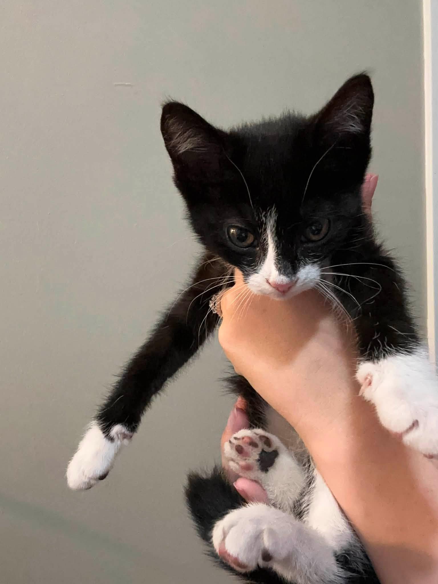 Enlarge Alice - Kitten, a Adoptable Domestic Short Hair in Enfield, CT image 3/3