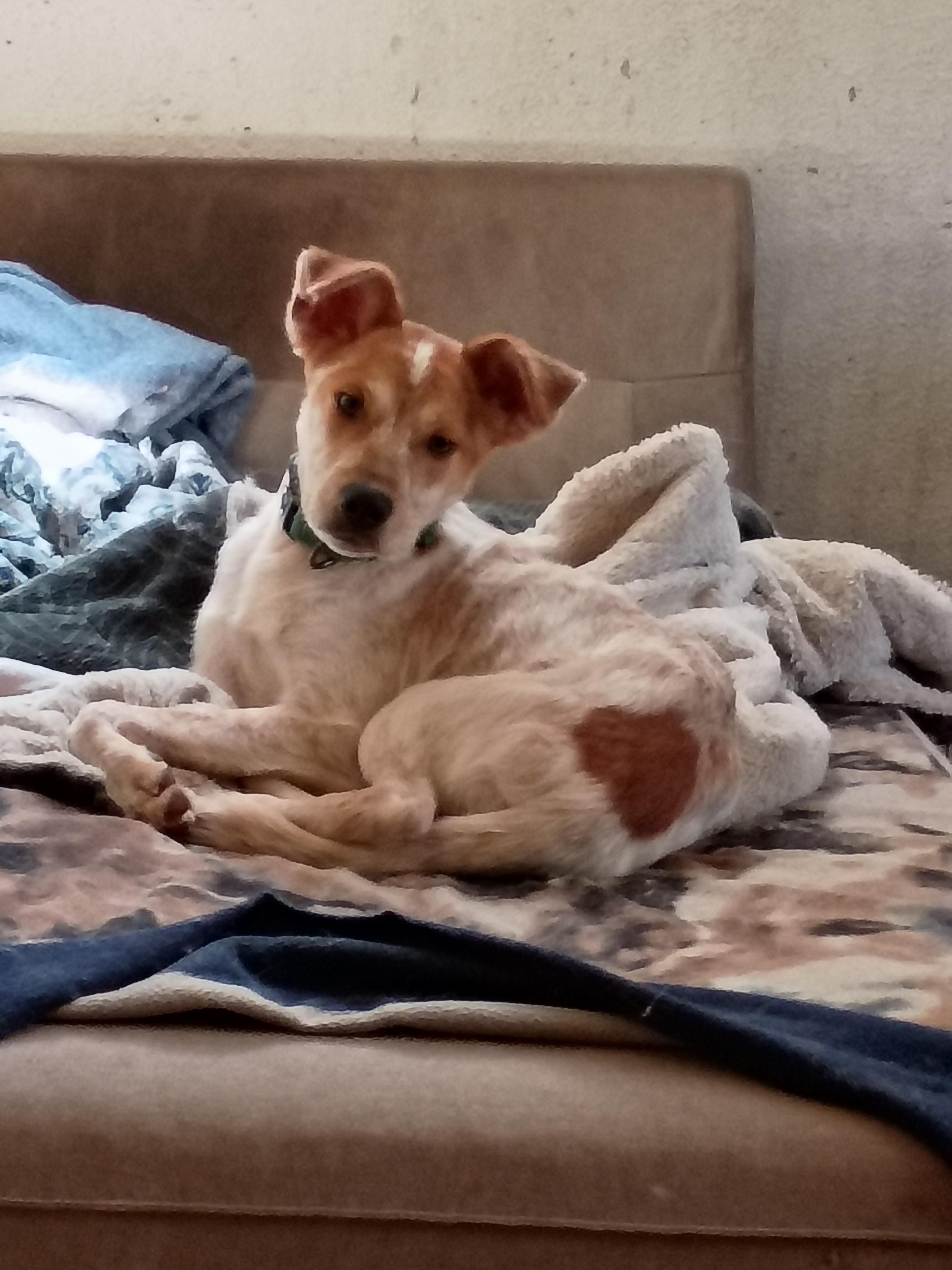 Brisco, Adoptable, Young Male Cattle Dog.