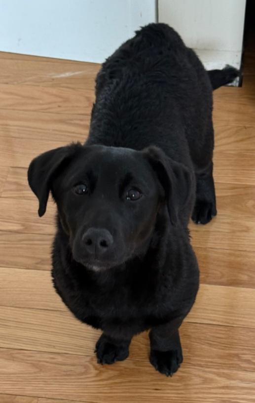 Willow, ADOPTABLE, Young Female Mixed Breed & Dachshund.