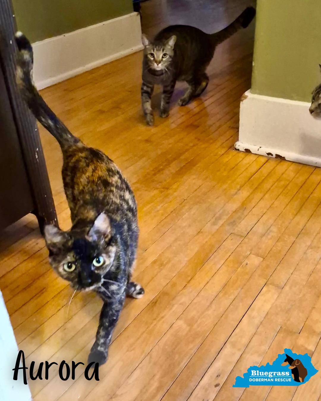 Enlarge Aurora, a ADOPTABLE Domestic Short Hair in Louisville, KY image 4/5