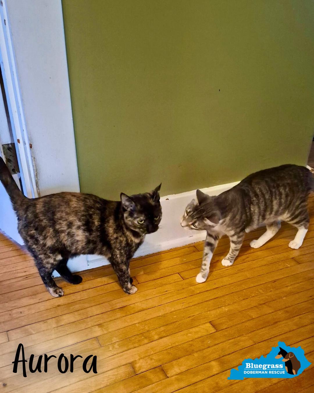 Enlarge Aurora, a ADOPTABLE Domestic Short Hair in Louisville, KY image 5/5