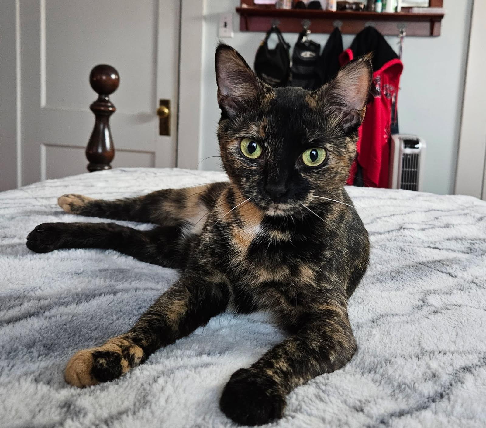 Enlarge Aurora, a ADOPTABLE Domestic Short Hair in Louisville, KY image 3/3