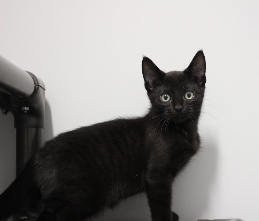 Enlarge Karma, a Adopted mixed breed in Rockford, IL image 2/4