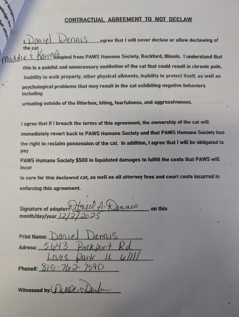 Enlarge Karma, a Adopted mixed breed in Rockford, IL image 3/4