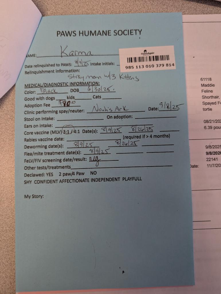 Enlarge Karma, a Adopted mixed breed in Rockford, IL image 4/4