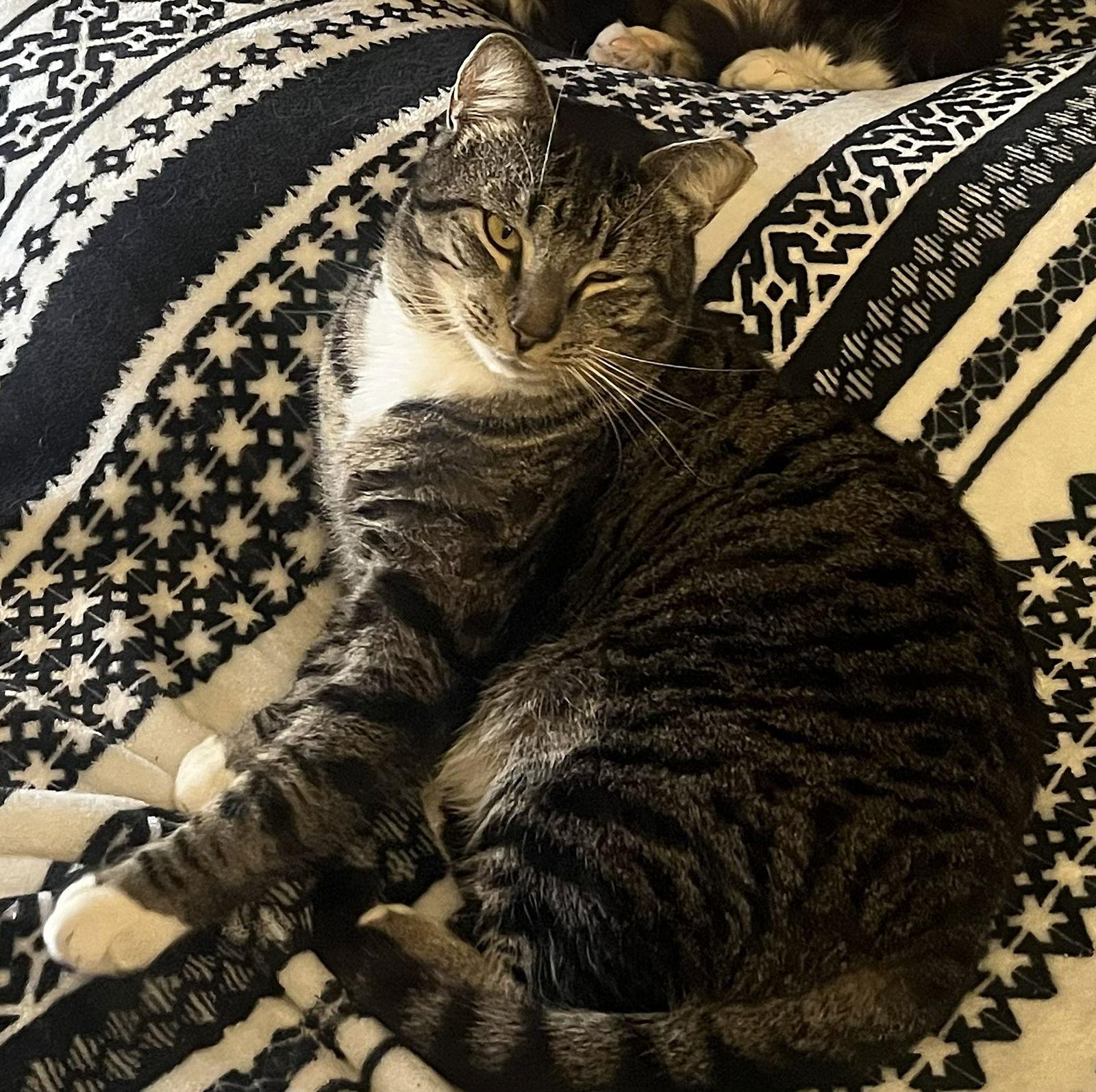 Enlarge Toad, a Adoptable Domestic Short Hair in Oviedo, FL image 1/1