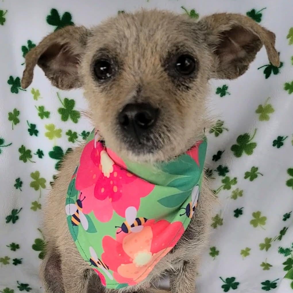 Easter, ADOPTABLE, Adult Female Mixed Breed.