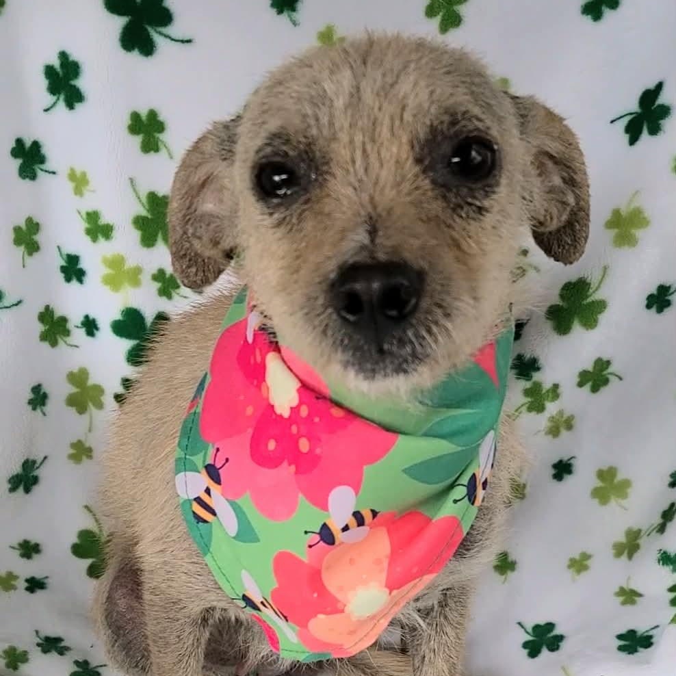 Enlarge Easter, a ADOPTABLE Mixed Breed in Woolwich, ME image 2/3