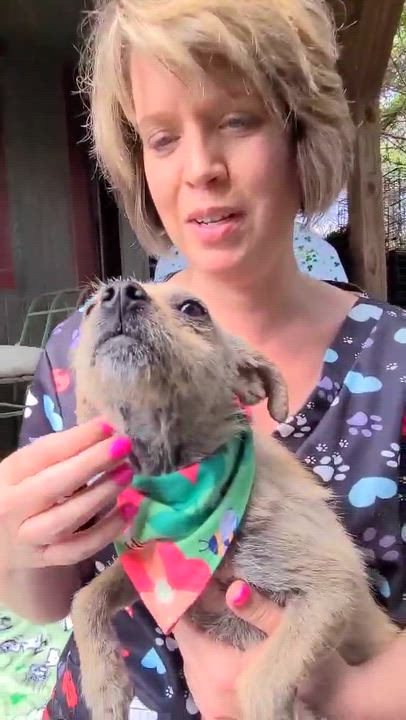 Enlarge Easter, a ADOPTABLE Mixed Breed in Woolwich, ME video 3/3