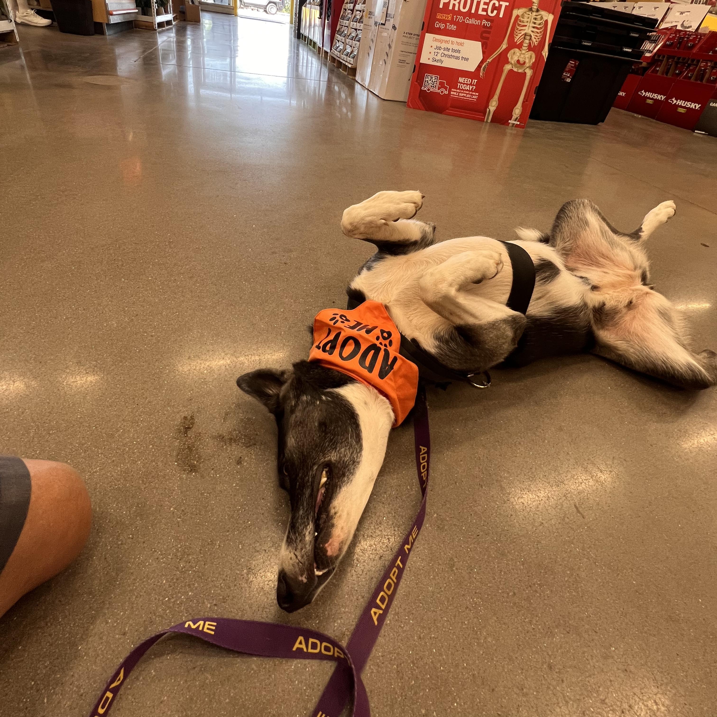 Enlarge Sarabi, a Adoptable mixed breed in Marble Falls, TX image 3/3