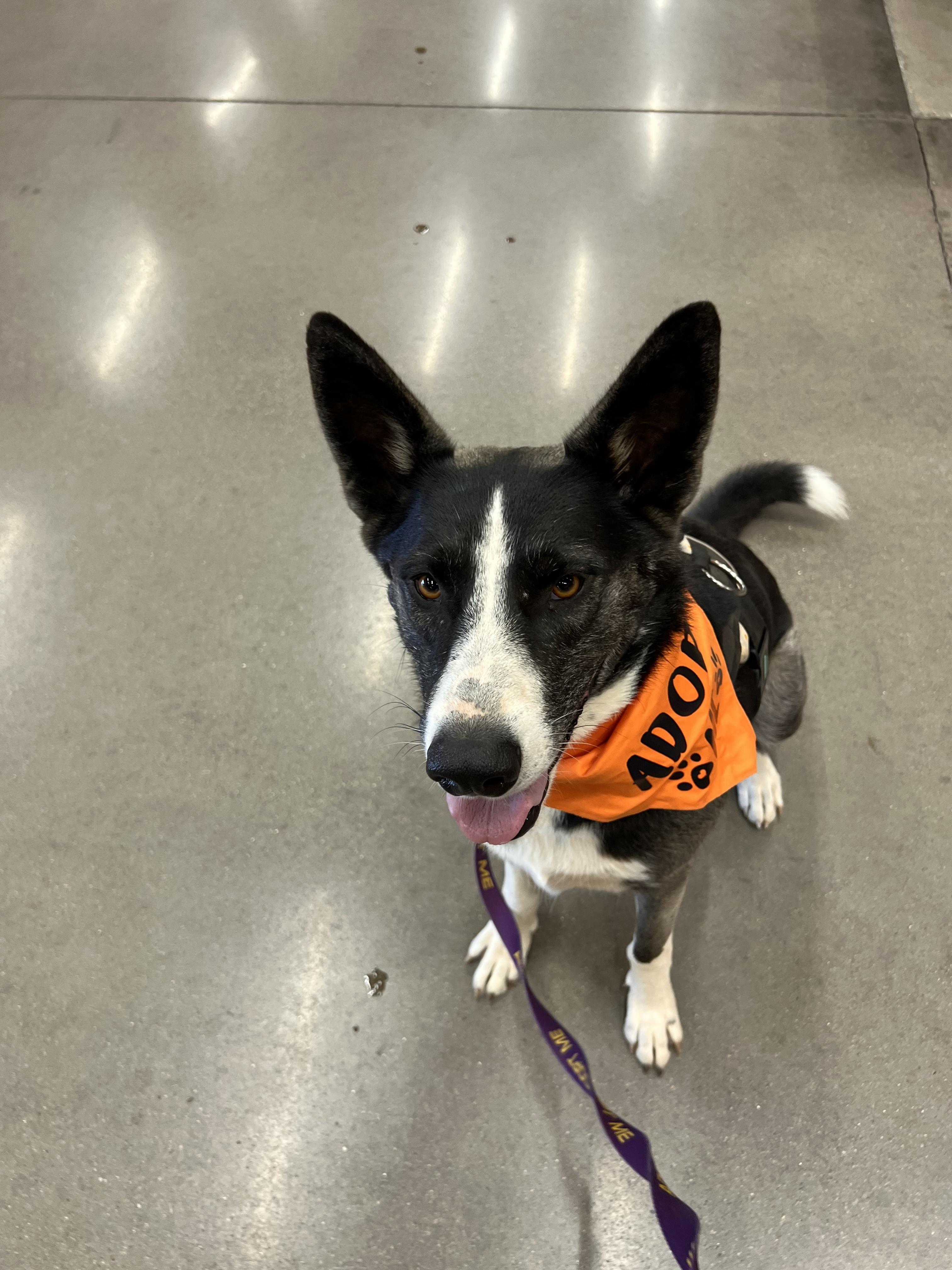 Sarabi, Adoptable, Adult Female Shepherd.