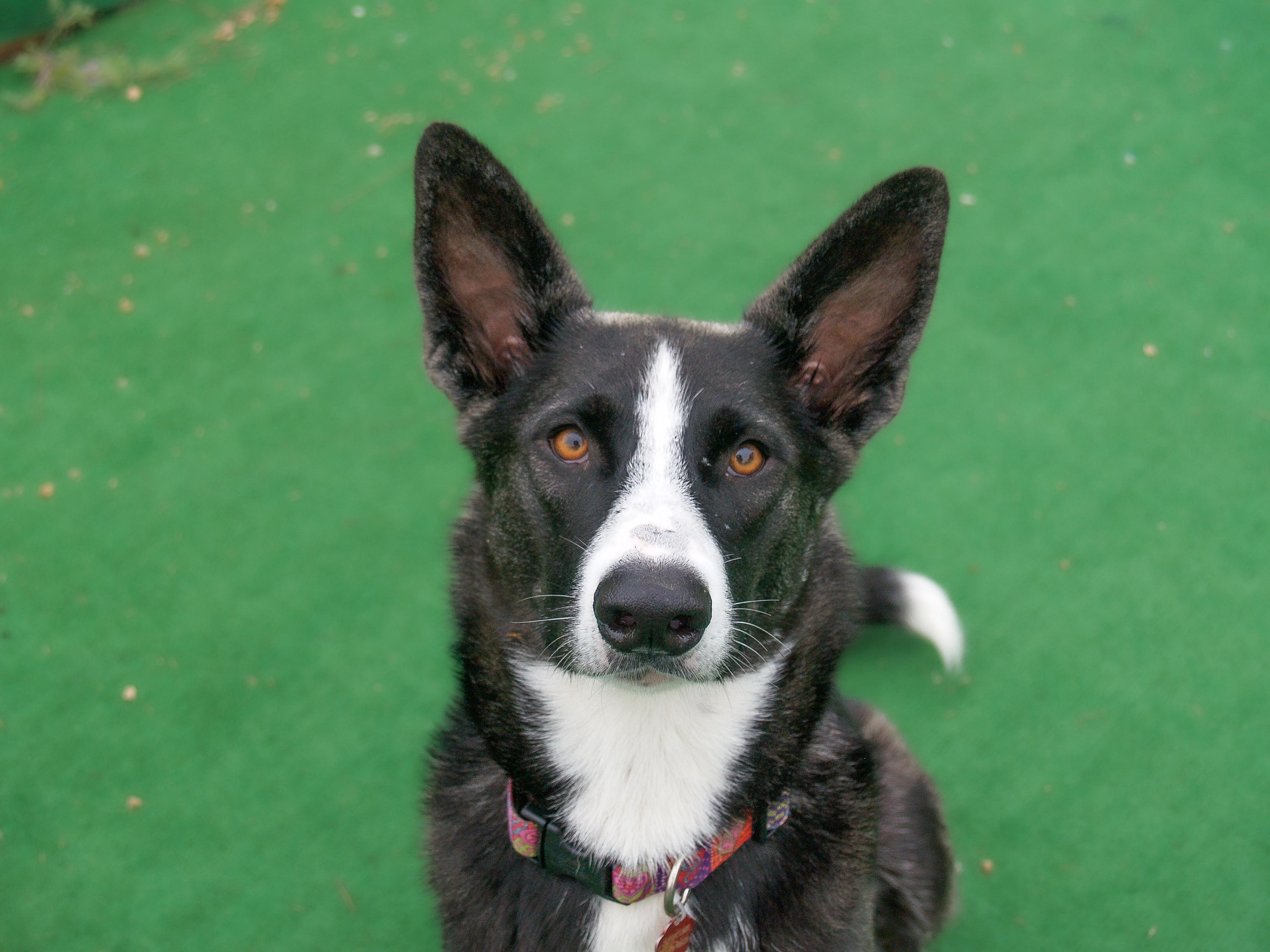 Sarabi, a Adoptable mixed breed in Marble Falls, TX image 2/3