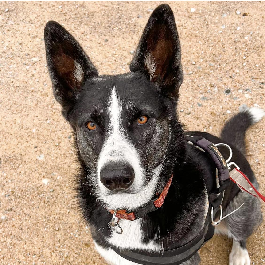 Enlarge Sarabi, a Adoptable mixed breed in Marble Falls, TX image 1/2