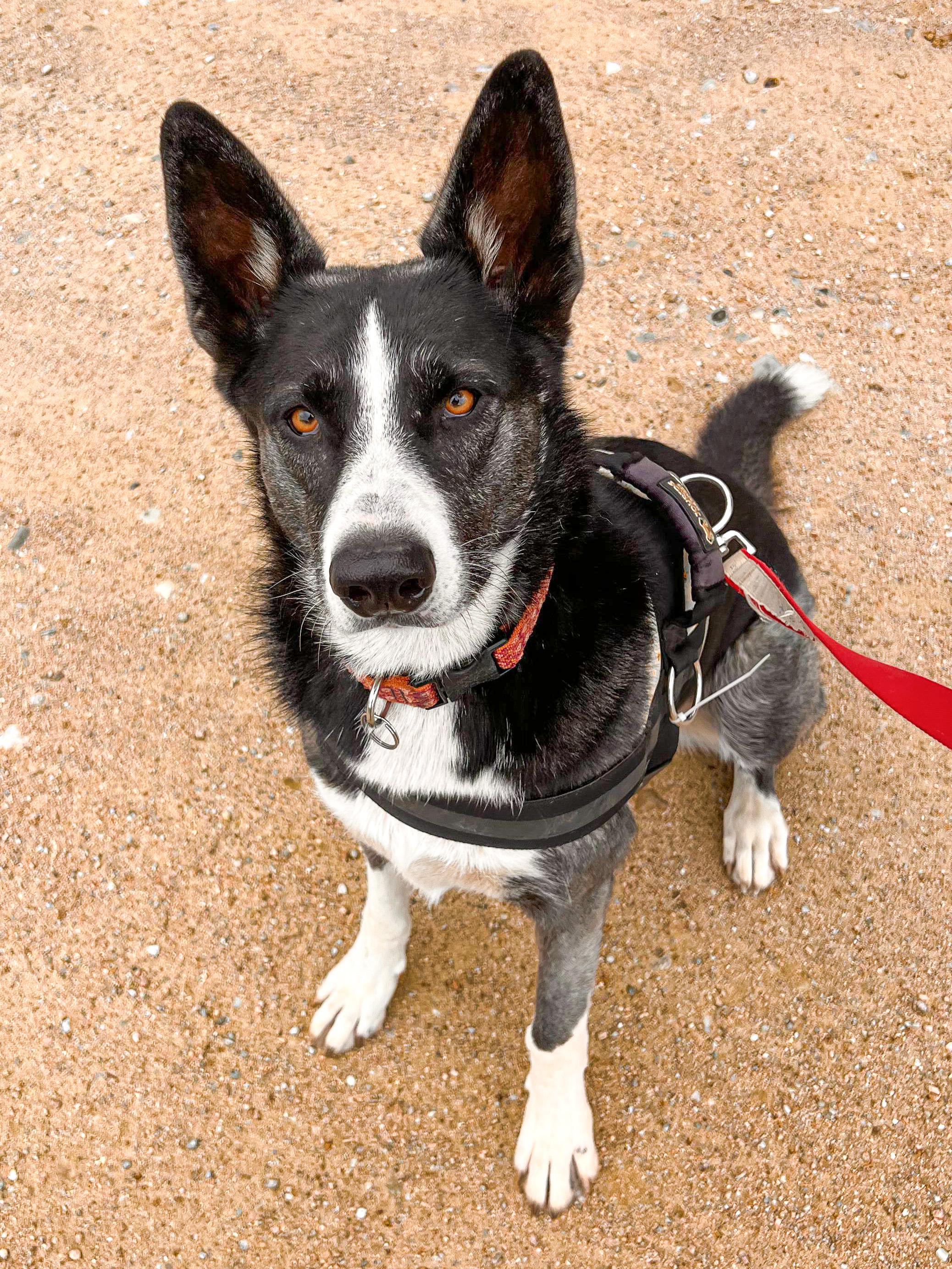 Enlarge Sarabi, a Adoptable mixed breed in Marble Falls, TX image 1/3