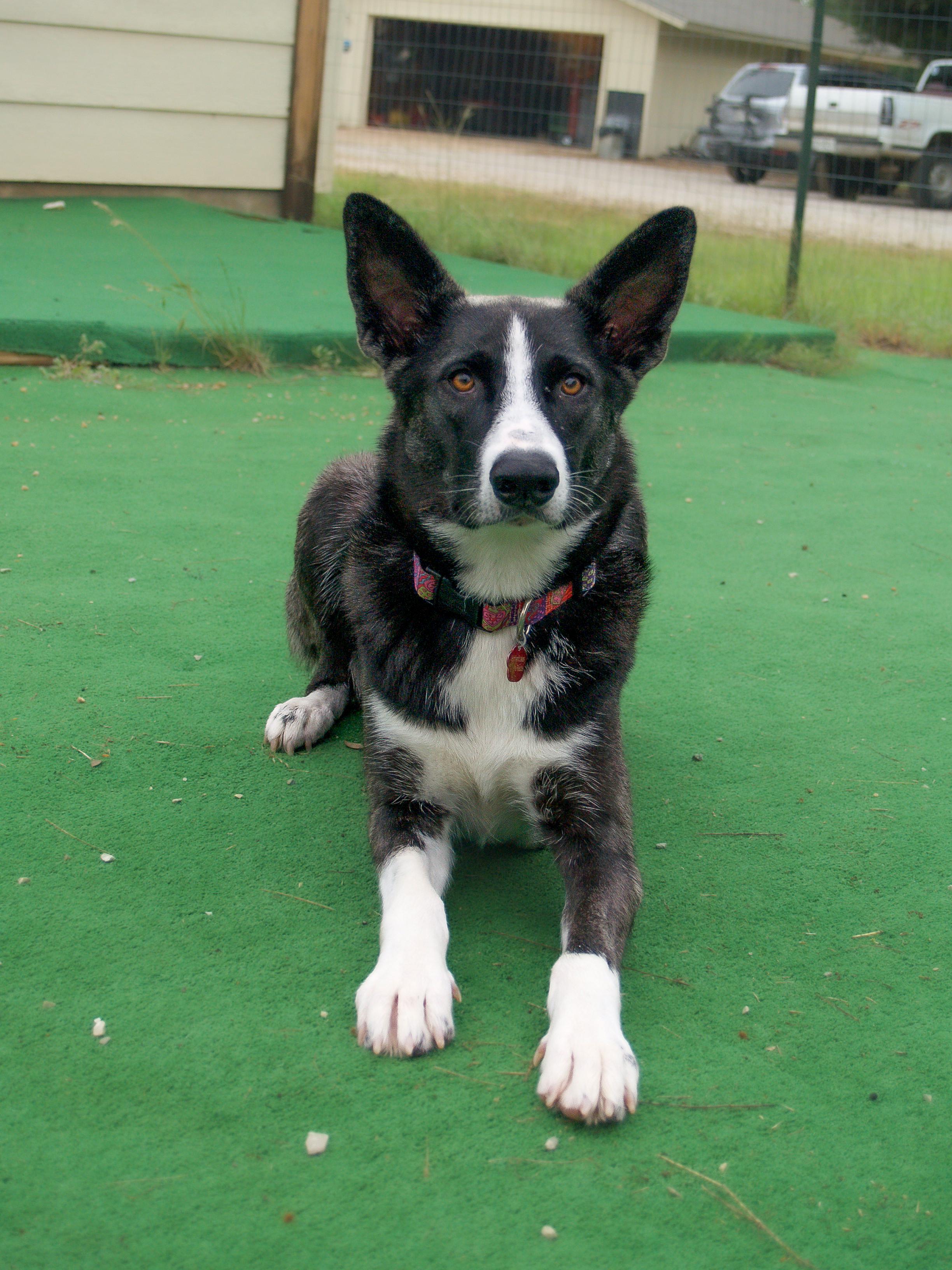 Sarabi, a Adoptable mixed breed in Marble Falls, TX image 3/3