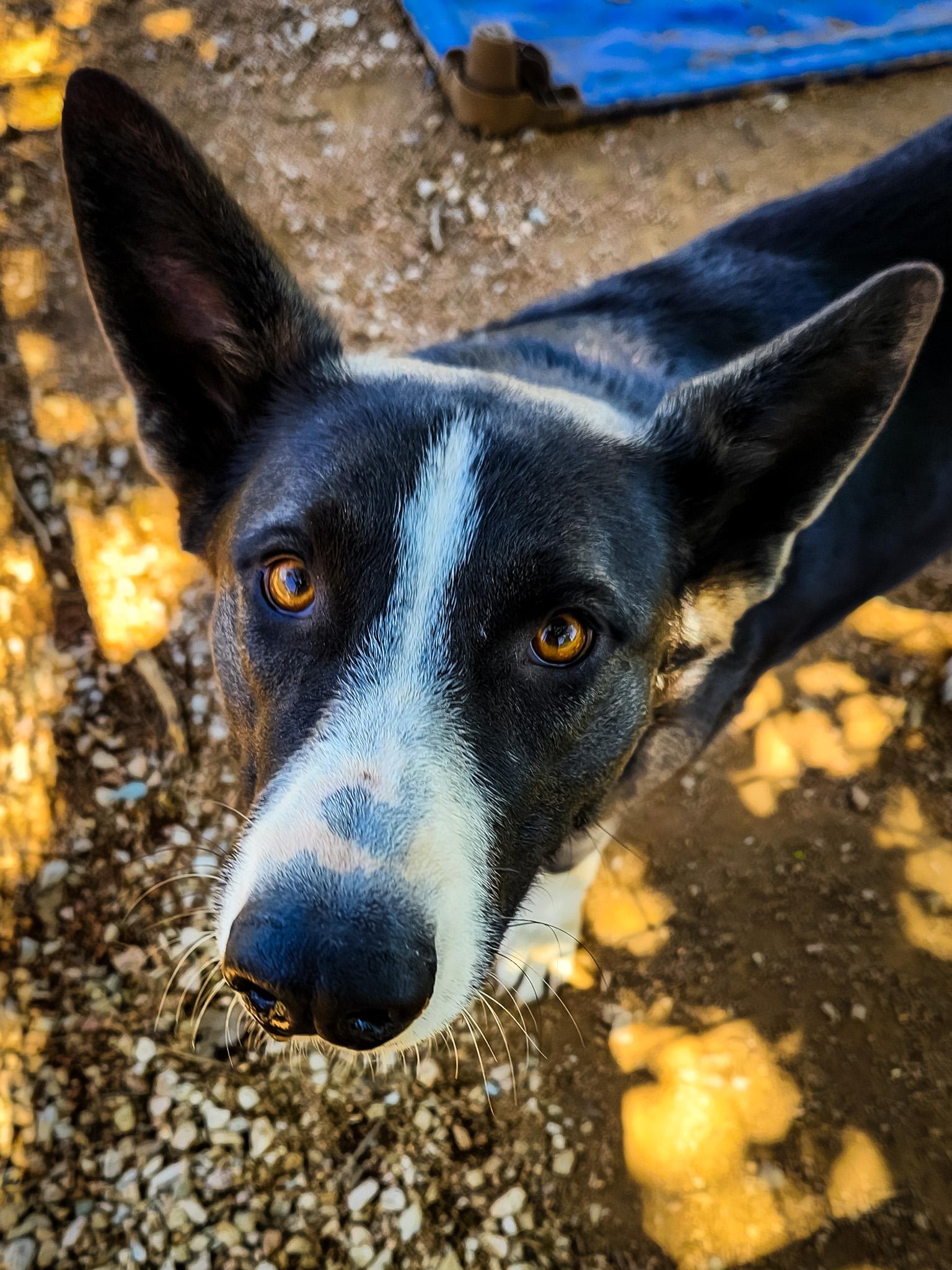 Enlarge Sarabi, a Adoptable mixed breed in Marble Falls, TX image 1/2