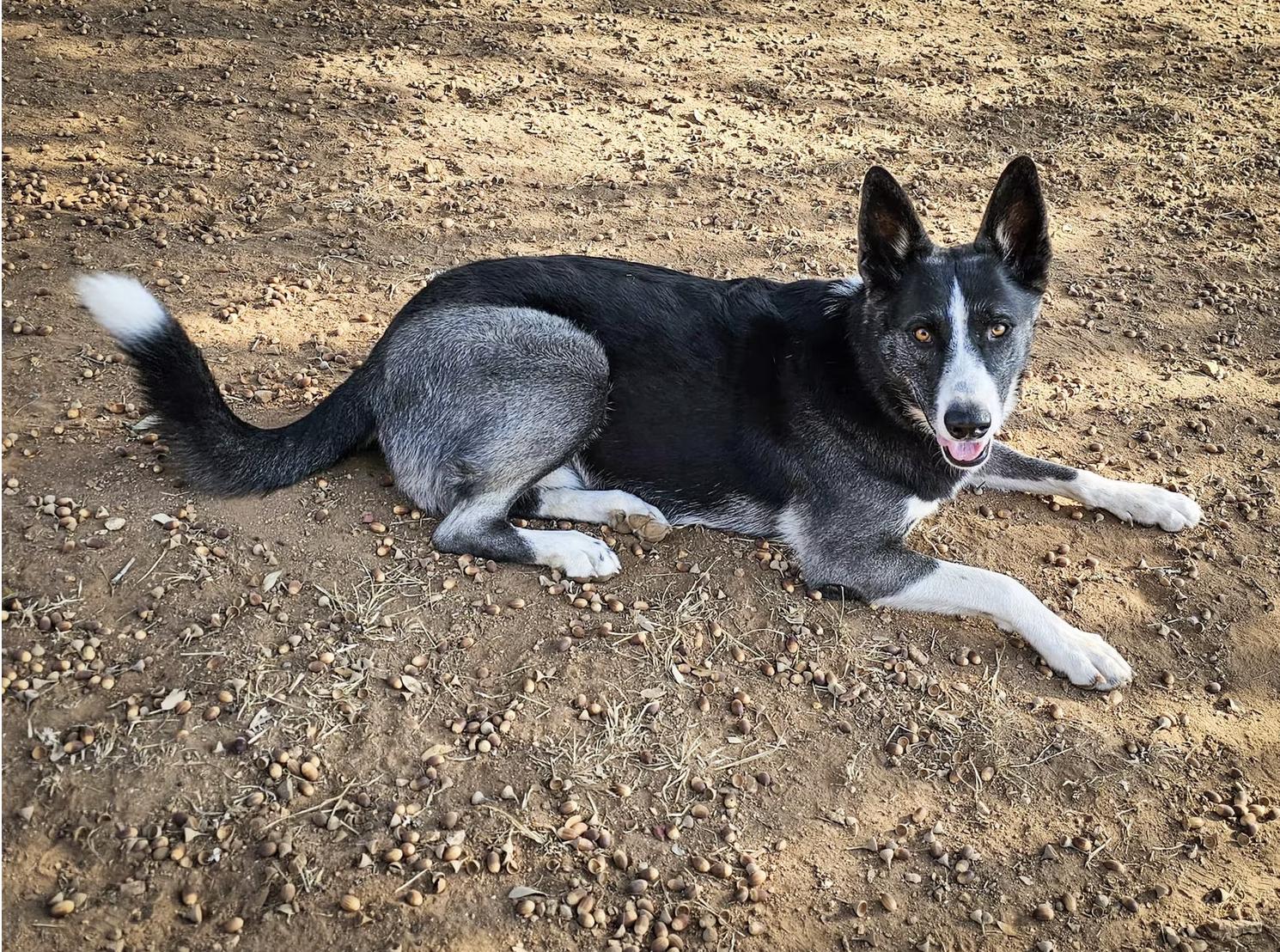 Enlarge Sarabi, a Adoptable mixed breed in Marble Falls, TX image 2/2