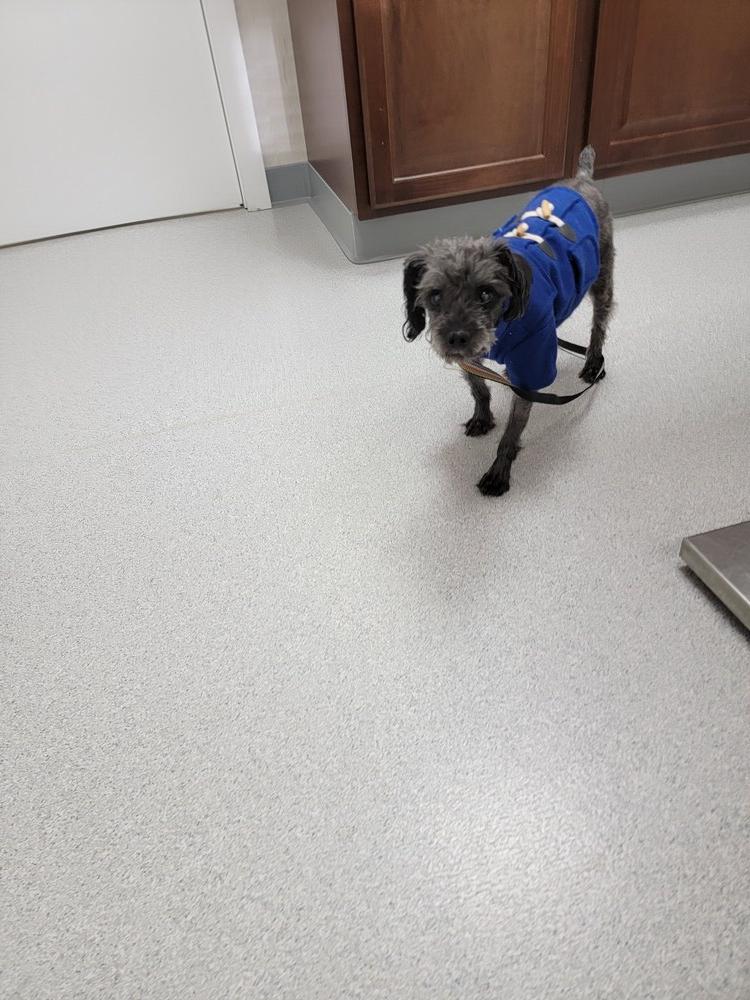 Enlarge Boo Boop, a Adoptable mixed breed in Forked River, NJ image 1/2