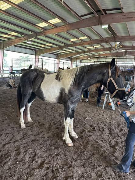 Domino, adopted, Adult Male Gaited.