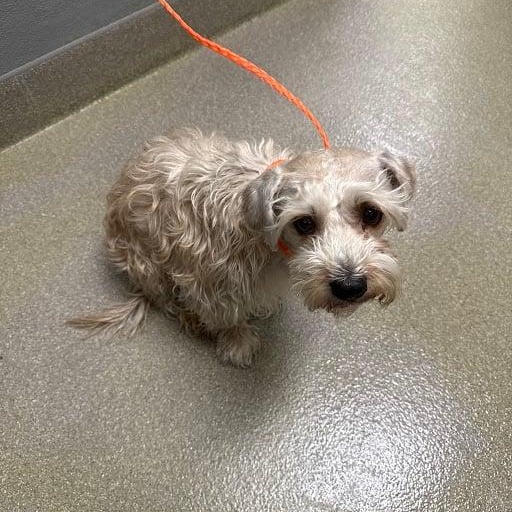 Enlarge Ghost, a ADOPTABLE Miniature Schnauzer in Las Vegas, NV image 2/5