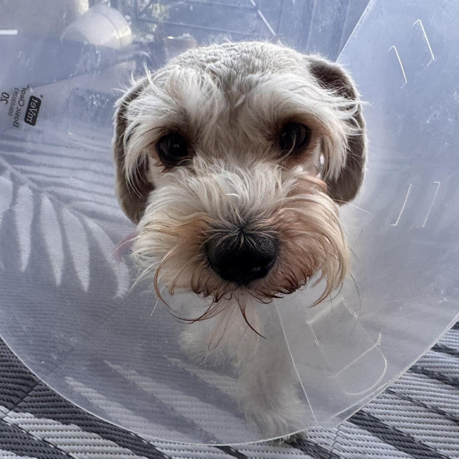 Enlarge Ghost, a ADOPTABLE Miniature Schnauzer in Las Vegas, NV image 4/5