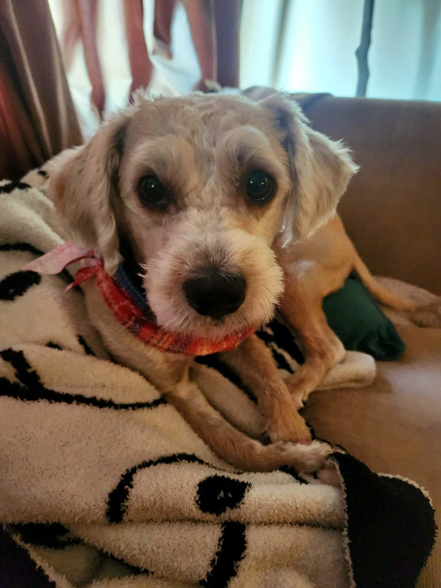 Enlarge Ghost, an adopted Miniature Schnauzer in Las Vegas, NV image 2/6