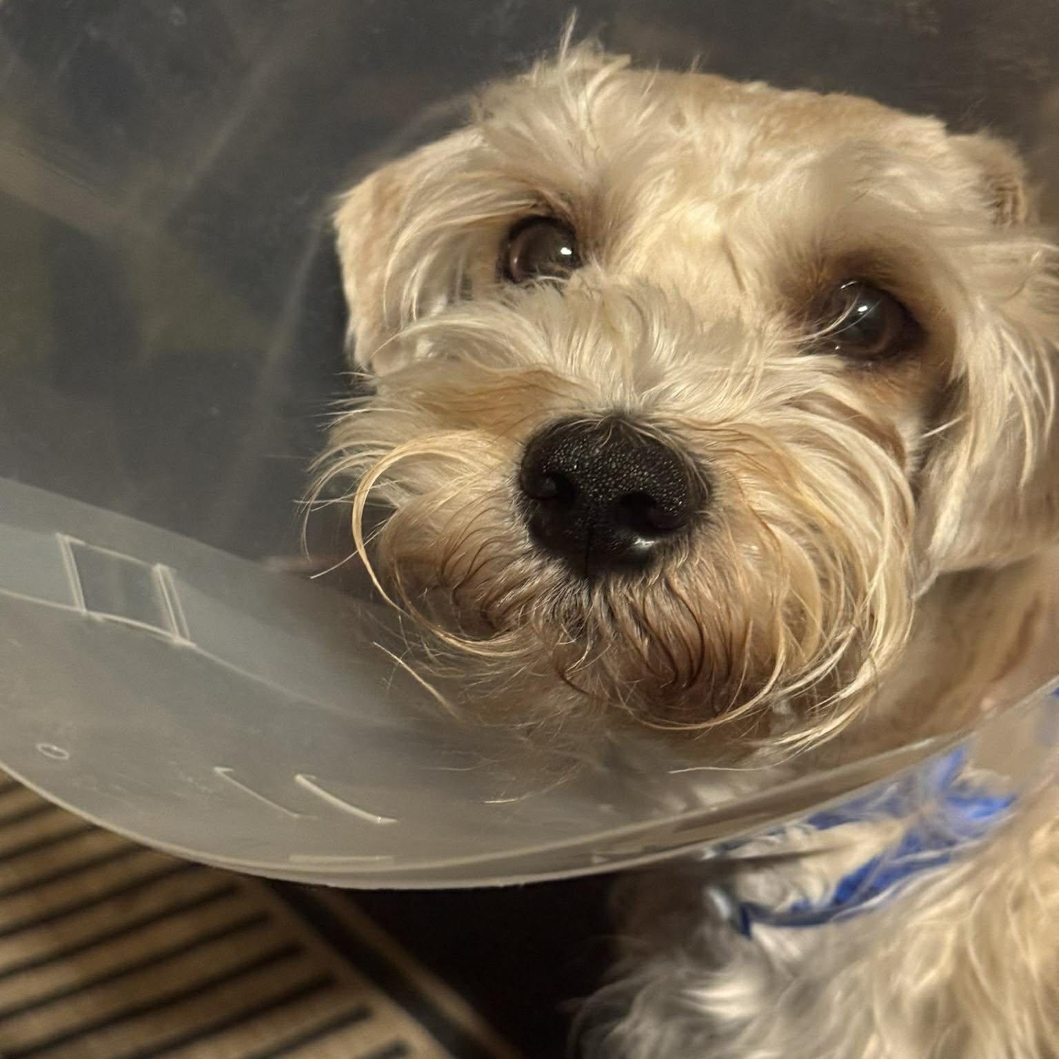 Enlarge Ghost, a ADOPTABLE Miniature Schnauzer in Las Vegas, NV image 1/5