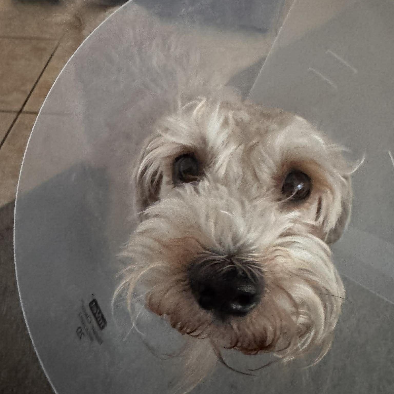 Enlarge Ghost, a ADOPTABLE Miniature Schnauzer in Las Vegas, NV image 3/5