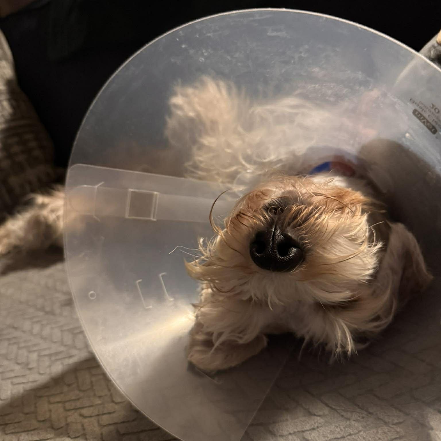 Enlarge Ghost, a ADOPTABLE Miniature Schnauzer in Las Vegas, NV image 5/5