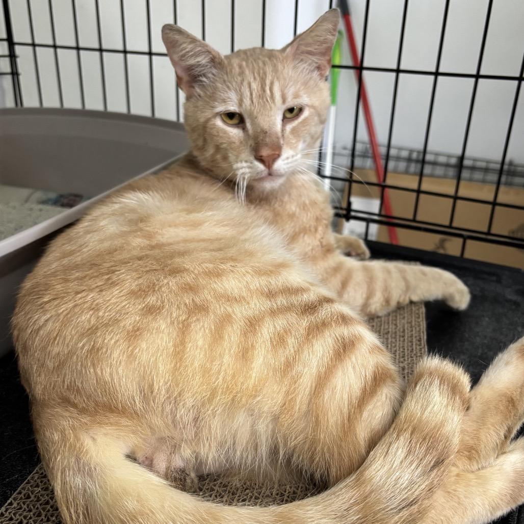 Peter, a Adoptable Domestic Short Hair in Houston, TX image 1/5