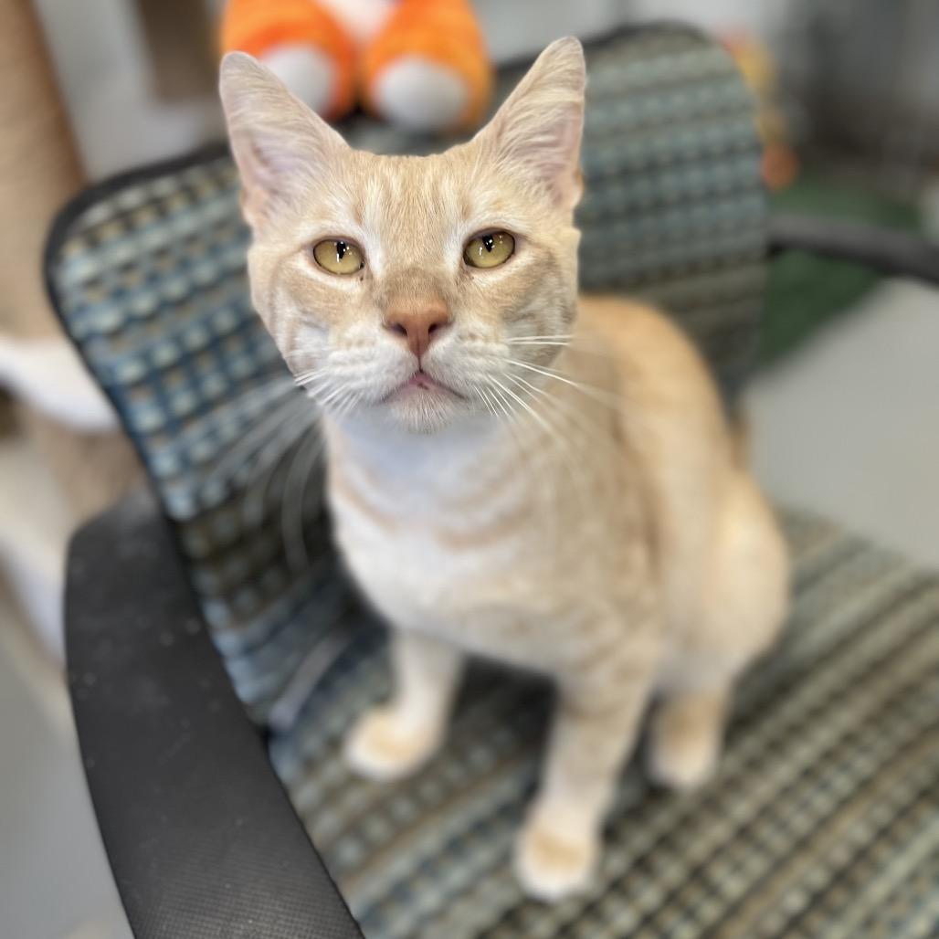 Peter, a Adoptable Domestic Short Hair in Houston, TX image 2/5