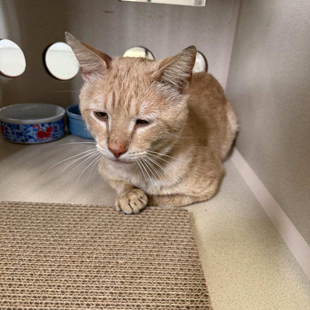 Peter, a Adoptable Domestic Short Hair in Houston, TX image 3/5