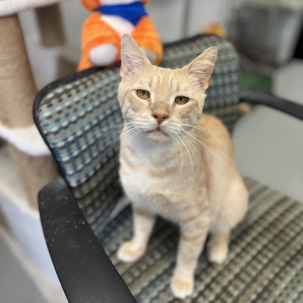 Peter, a Adoptable Domestic Short Hair in Houston, TX image 4/5