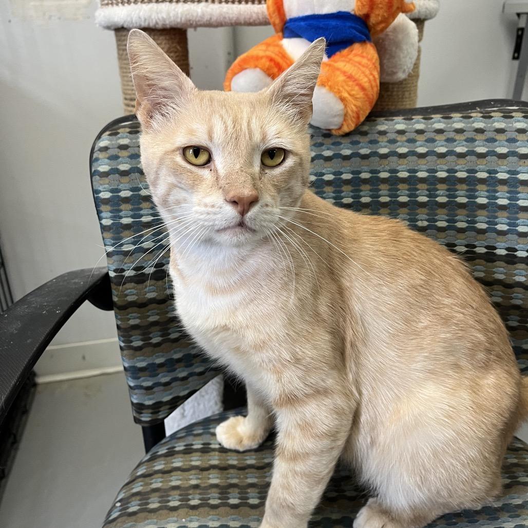 Peter, a Adoptable Domestic Short Hair in Houston, TX image 5/5