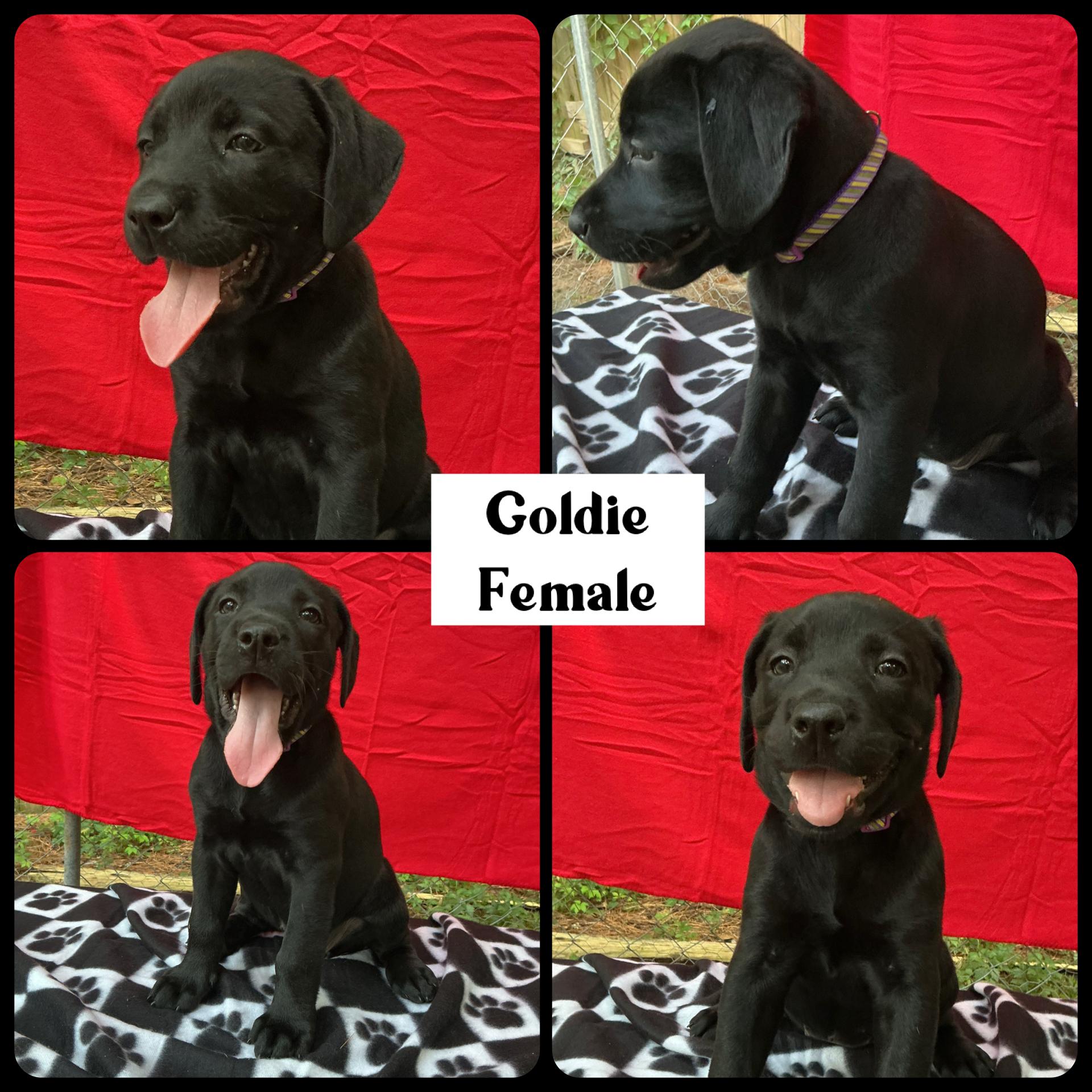 Enlarge Goldie - "Duck" Litter, a ADOPTABLE mixed breed in Warrington, PA image 2/5