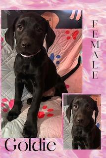 Goldie - "Duck" Litter, ADOPTABLE, Puppy Female Labrador Retriever.