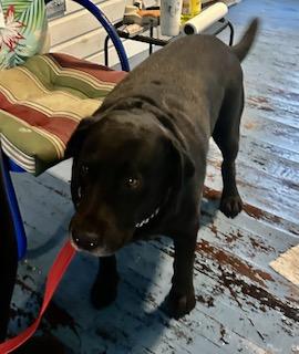 Enlarge Goldie - "Duck" Litter, a ADOPTABLE mixed breed in Warrington, PA image 3/5