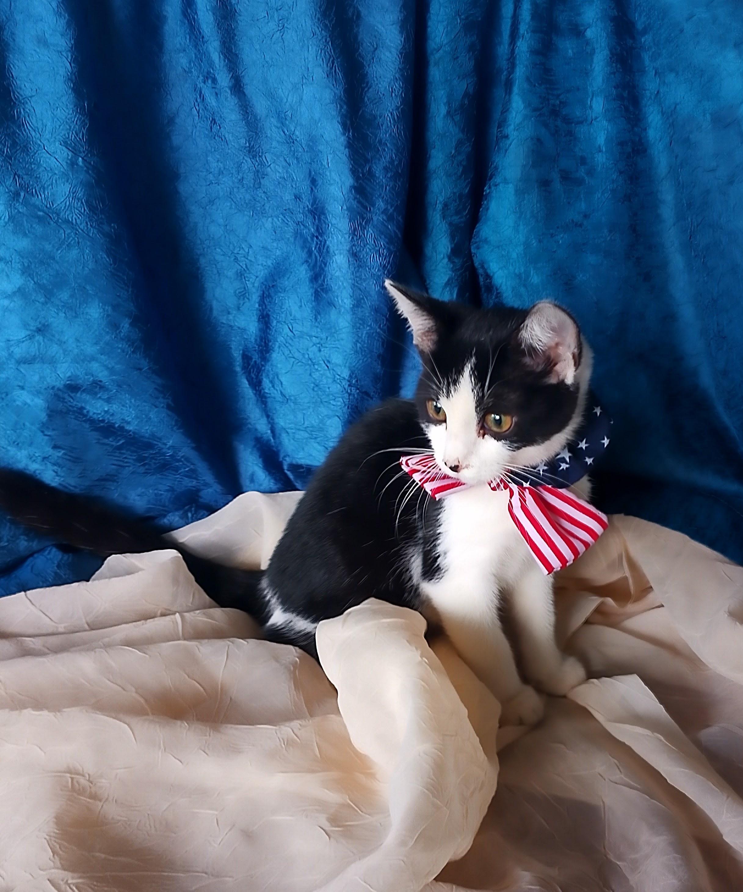 Winnie 699, ADOPTABLE, Kitten Female Domestic Short Hair.