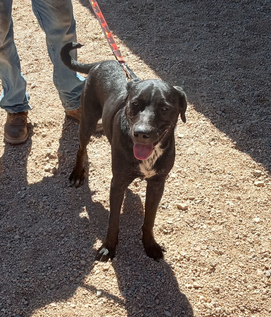 Tux, Adoptable, Young Male Catahoula Leopard Dog & Labrador Retriever.