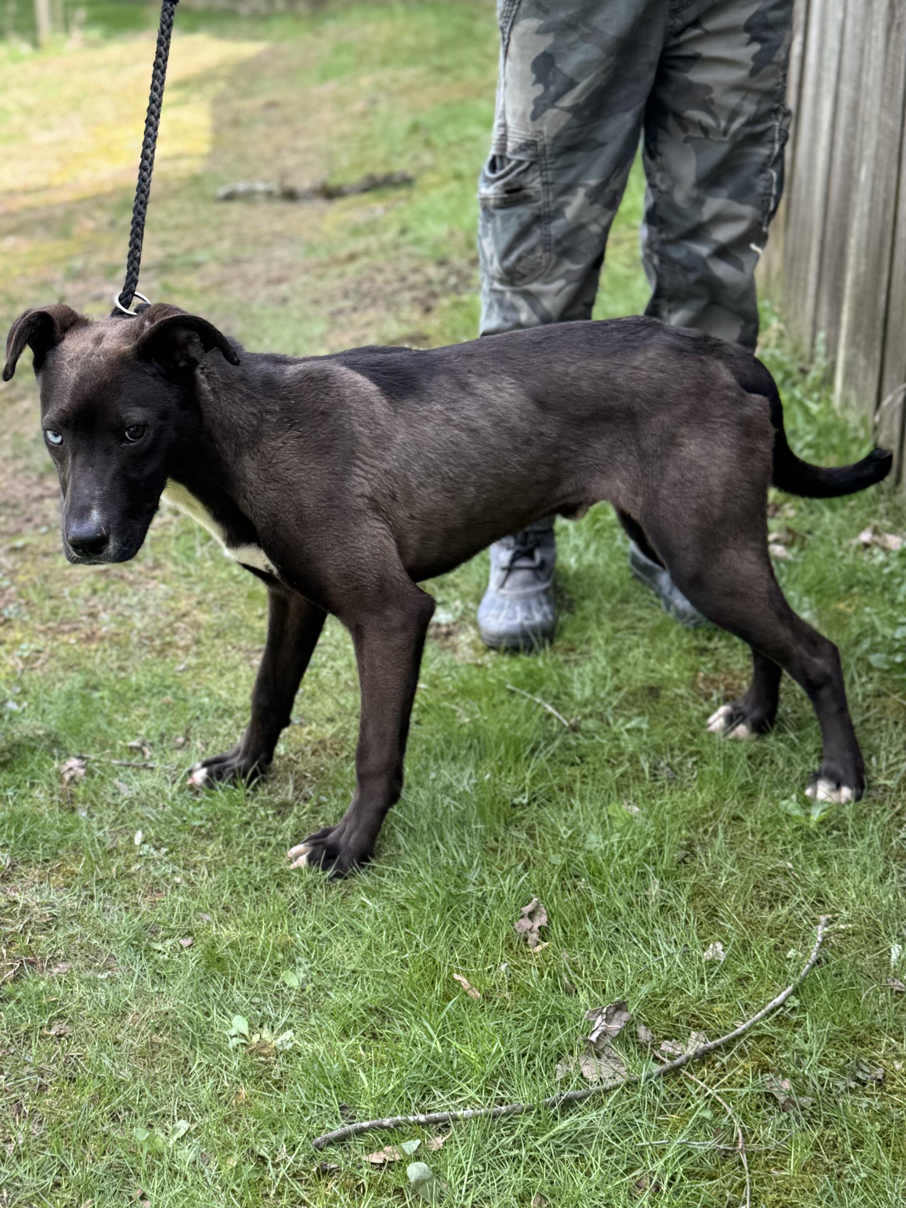 Stanley, ADOPTABLE, Young Male Black Labrador Retriever & Hound.