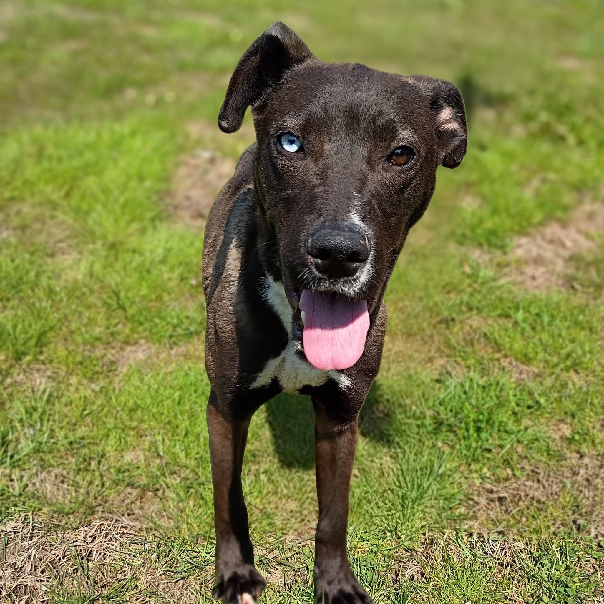 Enlarge Stanley, a ADOPTABLE mixed breed in Maynardville, TN image 1/1