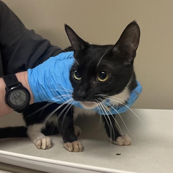 Enlarge Kimmy Schmidt (mcas), a Adoptable mixed breed in Troutdale, OR image 1/1