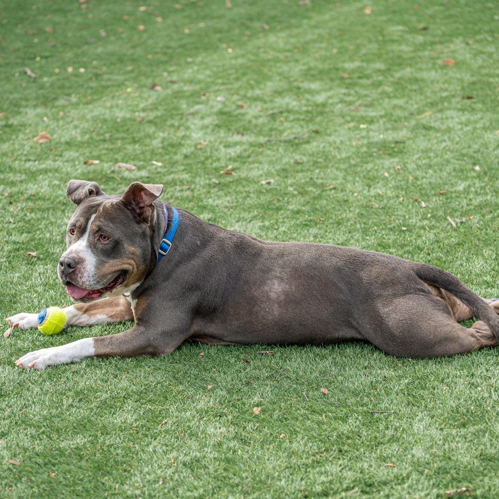 Clancy, Adoptable, Adult Male Pit Bull Terrier.