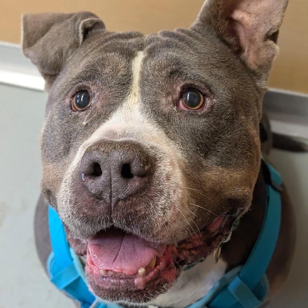 Clancy, Adoptable, Adult Male Pit Bull Terrier.