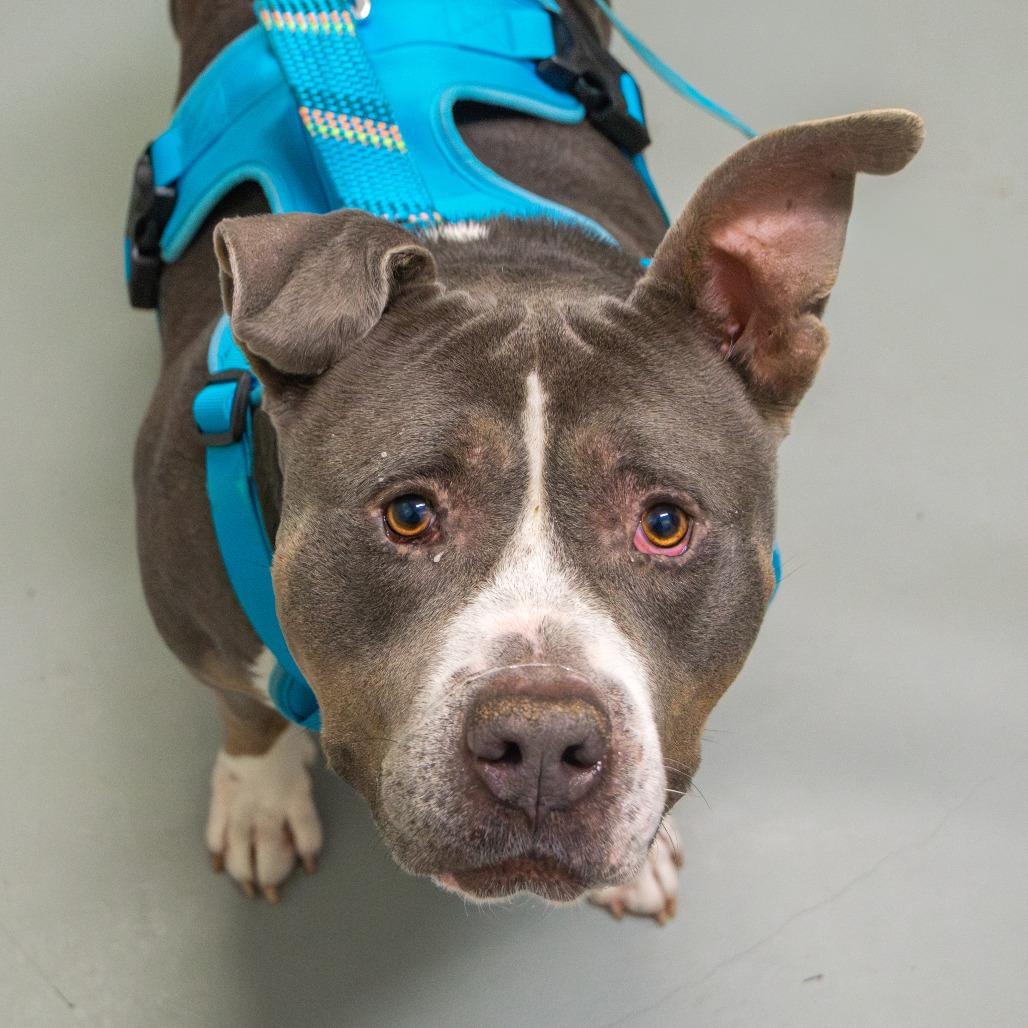 Clancy, a Adoptable Pit Bull Terrier in Saint Charles, MO image 4/6