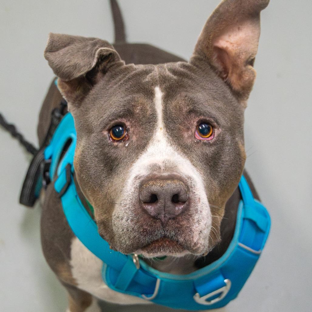 Clancy, a Adoptable Pit Bull Terrier in Saint Charles, MO image 5/6